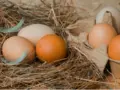 Eier-Eggers in Moorrege Unterglinde
